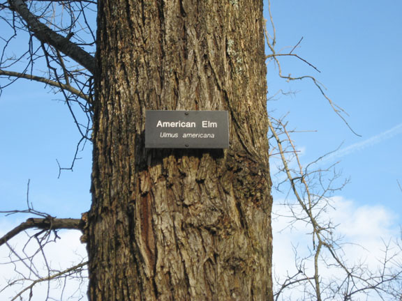 Tree ID, American Elm