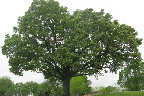 Tree at top of the hill