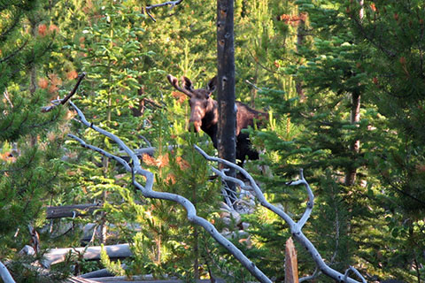 Moose watching from near the trail