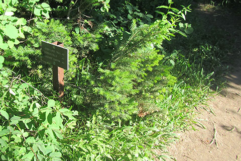 Trail Junction with the HIdden Falls Horse Trail