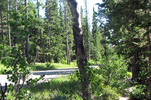 Jenny Lake Loop Rd running next to the trail