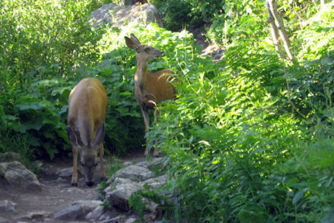 Deer on the Jenny Lake Trail