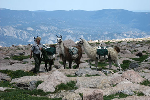 llamas carrying supplies to the privies