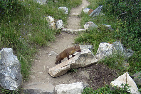 A Marten on a rock on the String Lake Loop Trail.