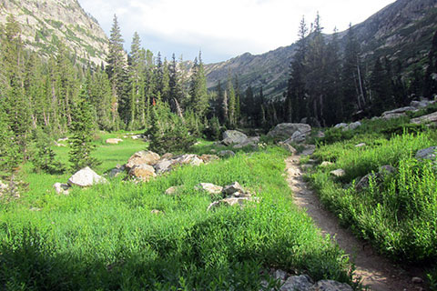 Trail nearing treeline in the North Fork