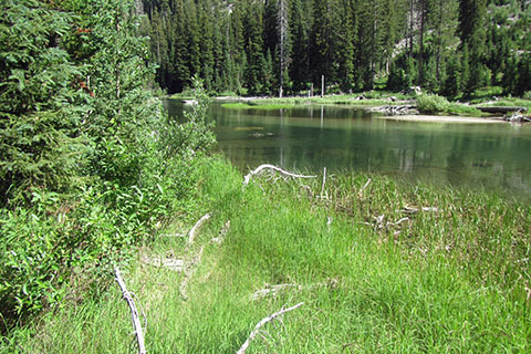 Creek moving slowly through tall grasses