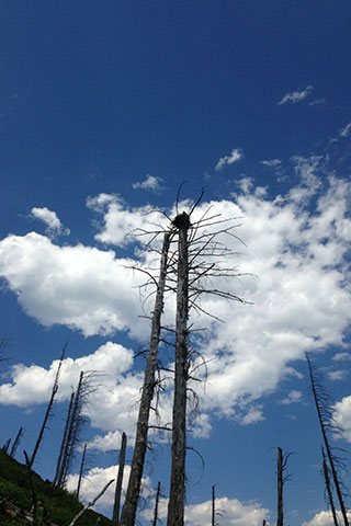 A nest high in a burned out tree