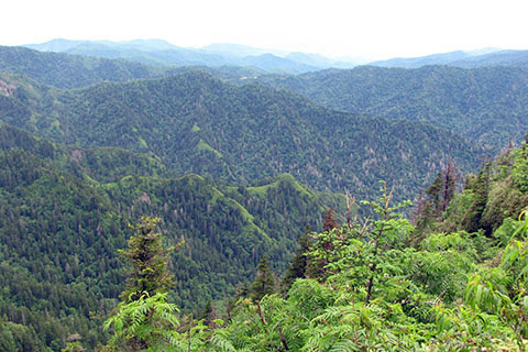 Overlook near the summit of Mount Le Conte