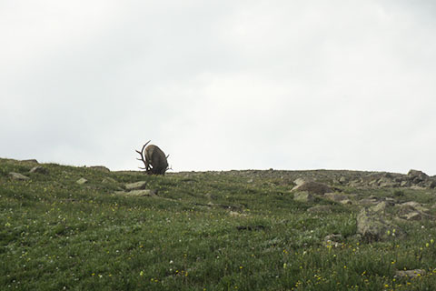 elk above the trail in the alpine tundra