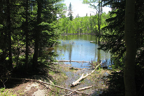 pond along the trail