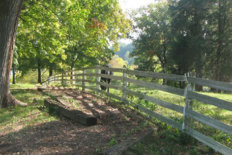 fence beside trail