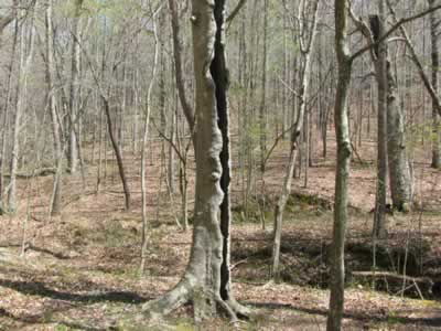 beech tree in the hollow