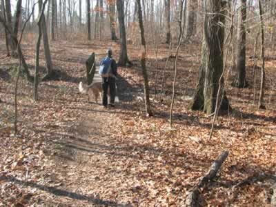 bridge crossing creek