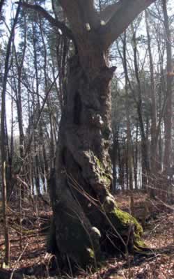 old twisted tree