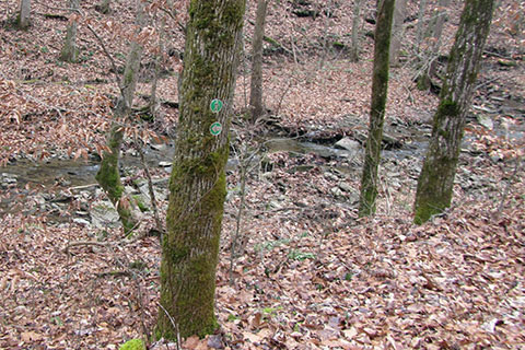 trail marker on a tree