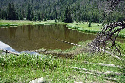 Pond near the trail