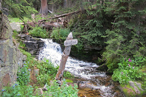 creek cascading over a small fall between wildflowers and trees