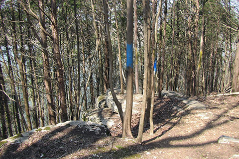 A view through the cedar trees a short distance beyond the shelter on the trail