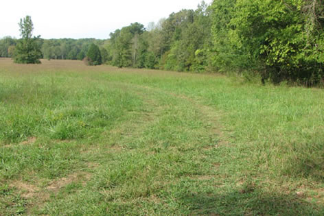 road starting into the field